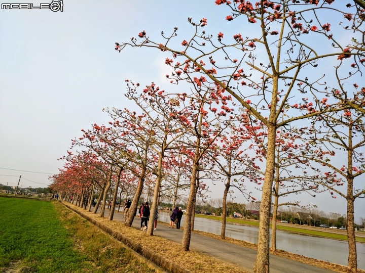 木棉花 台南市白河區林初埤木棉道 03/13