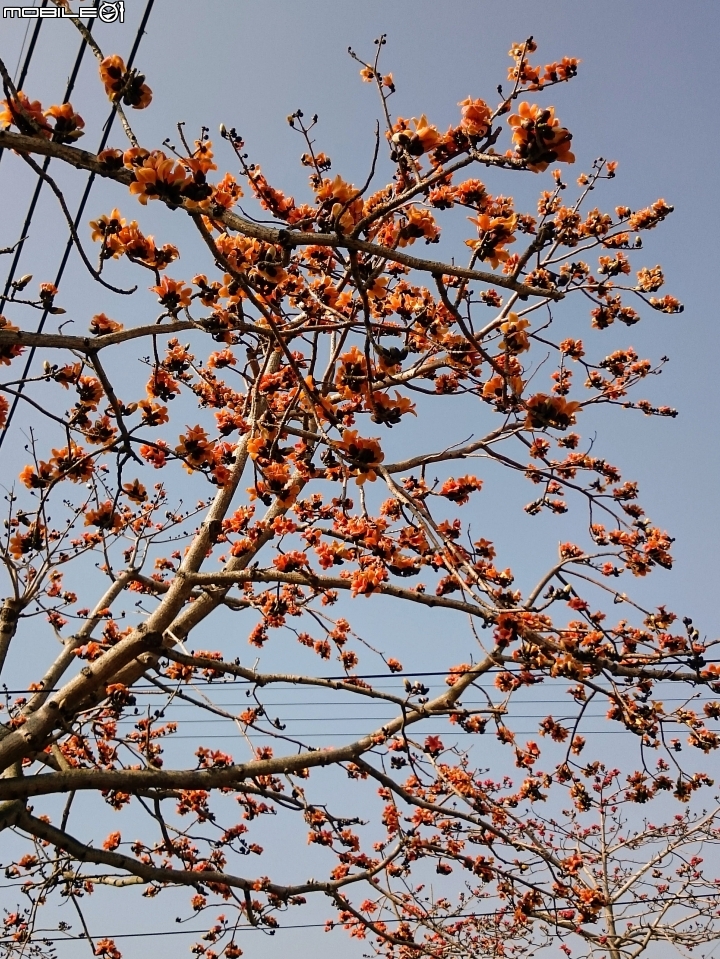 木棉花 台南市將軍區苓仔寮 南21縣道 03/10