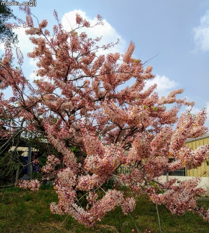 花旗木大開 台南市永康區忠孝運動公園 03/31