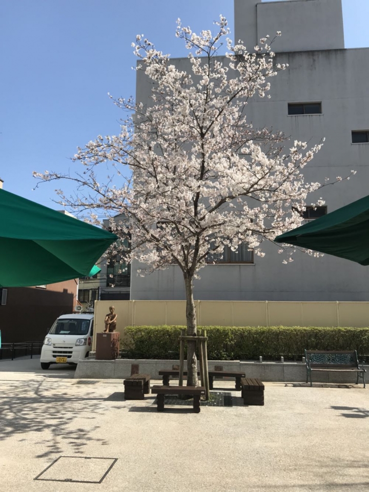 我的日本自由行第三天(尾道櫻花🌸行）