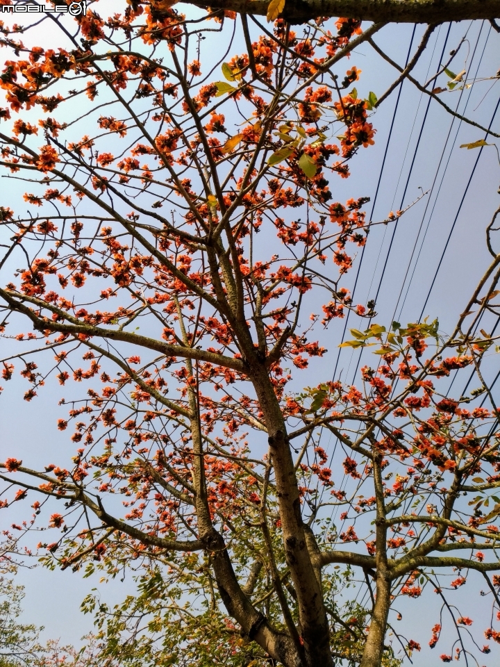 崙頂木棉花 台南市新市區南138 03/17