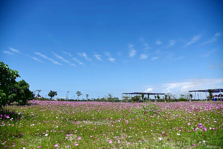 天空中的孔雀開屏，地面上的大蘑菇、大草莓和大蘋果。