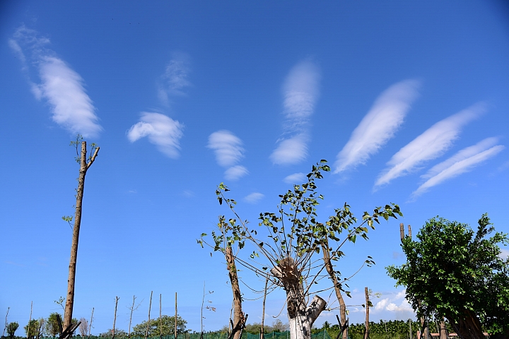 天空中的孔雀開屏，地面上的大蘑菇、大草莓和大蘋果。