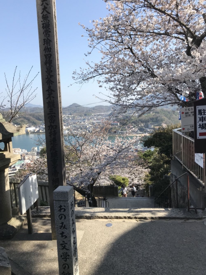 我的日本自由行第三天(尾道櫻花🌸行）