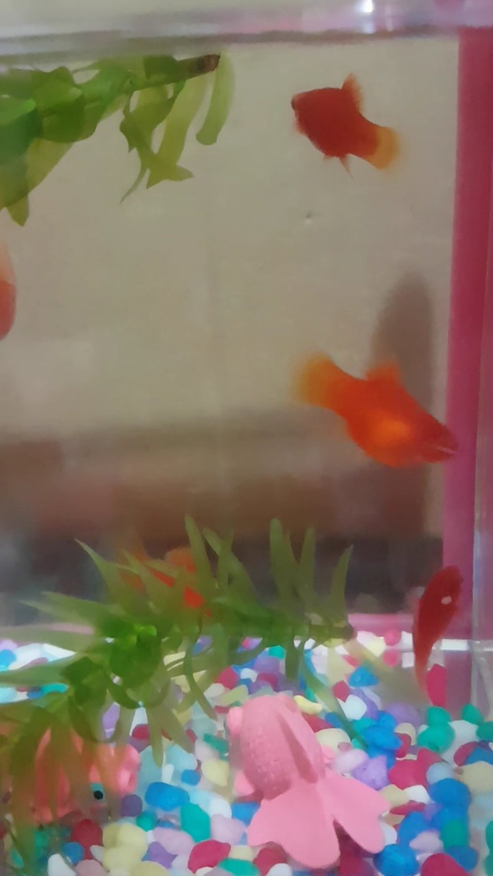 球魚有懷孕嗎