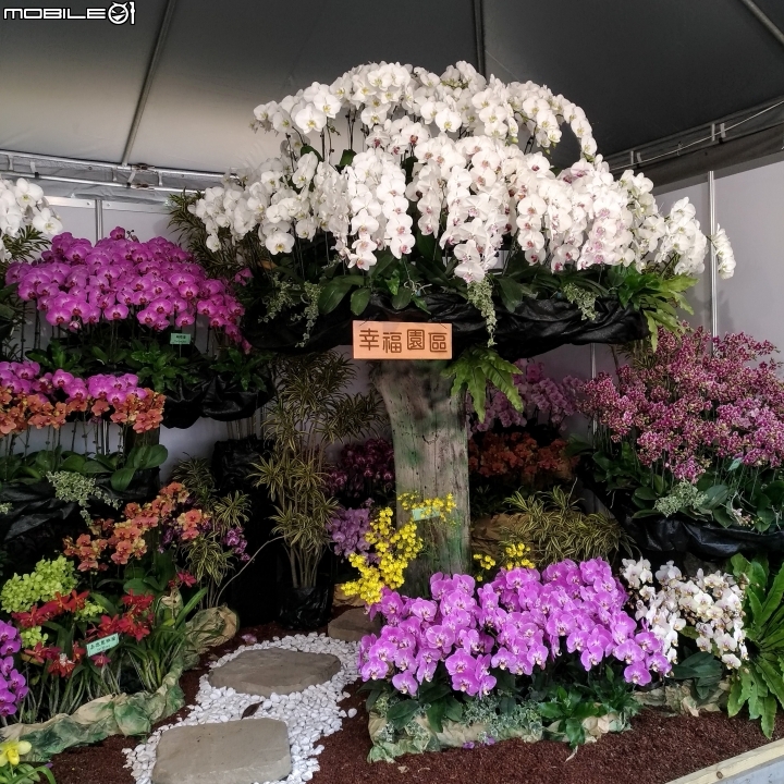 蘭花展 台南市後壁區烏樹林 03/13