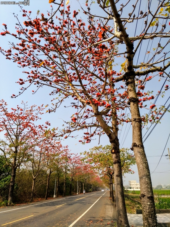 崙頂木棉花 台南市新市區南138 03/17