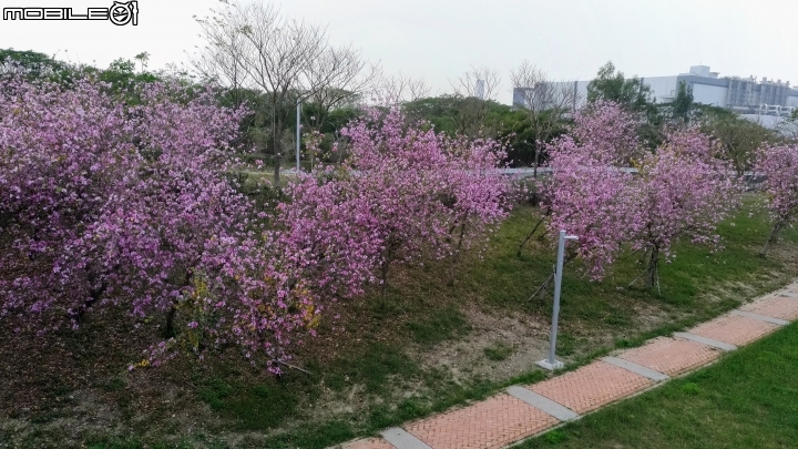 羊蹄甲 台南市新市區南科堤塘港湖 03/06