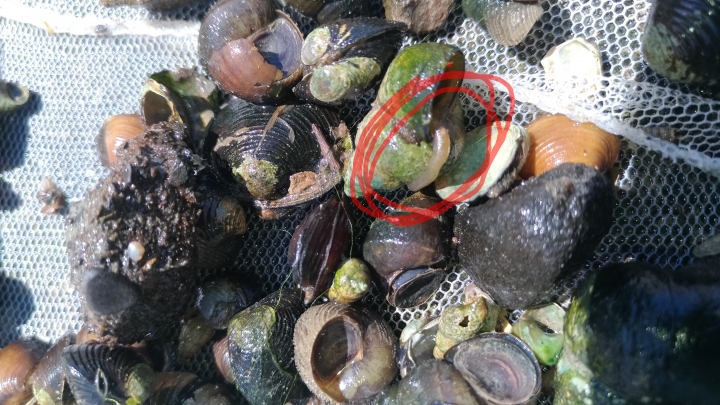 水溝撈的一些魚，螺，水蛭?
