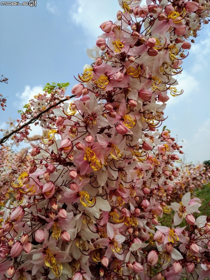 花旗木大開 台南市永康區忠孝運動公園 03/31