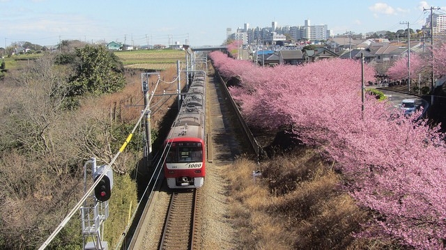 【神奈川】開啟春天的粉紅序幕 三浦海岸河津櫻