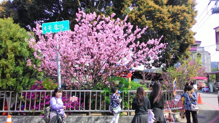 櫻花之旅-東勢林場+泰安派出所