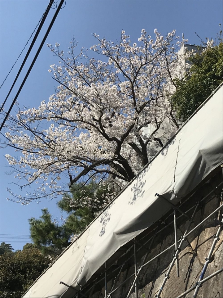 我的日本自由行第三天(尾道櫻花🌸行）