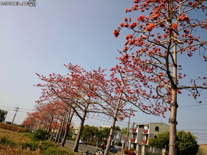 木棉花 台南市將軍區苓仔寮 南21縣道 03/10