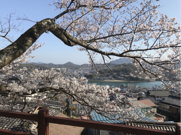 我的日本自由行第三天(尾道櫻花🌸行）