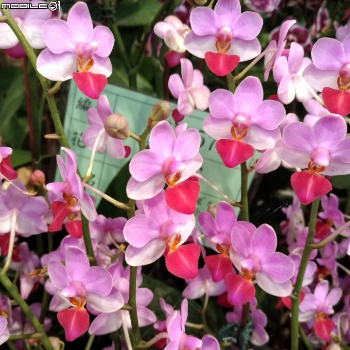 蘭花展 台南市後壁區烏樹林 03/13