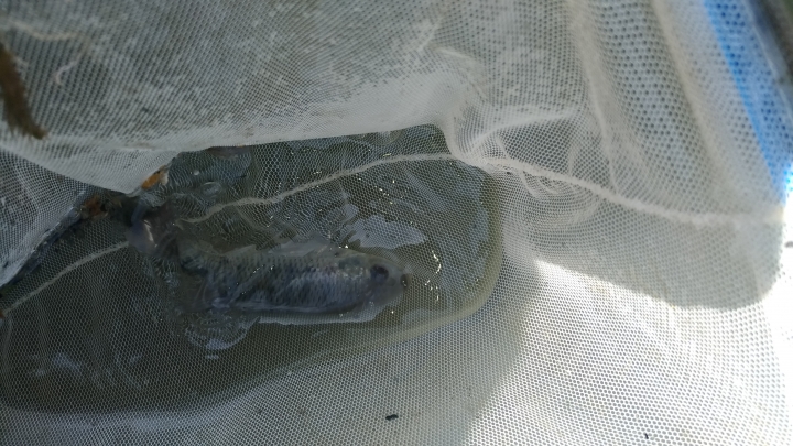 水溝撈的一些魚，螺，水蛭?