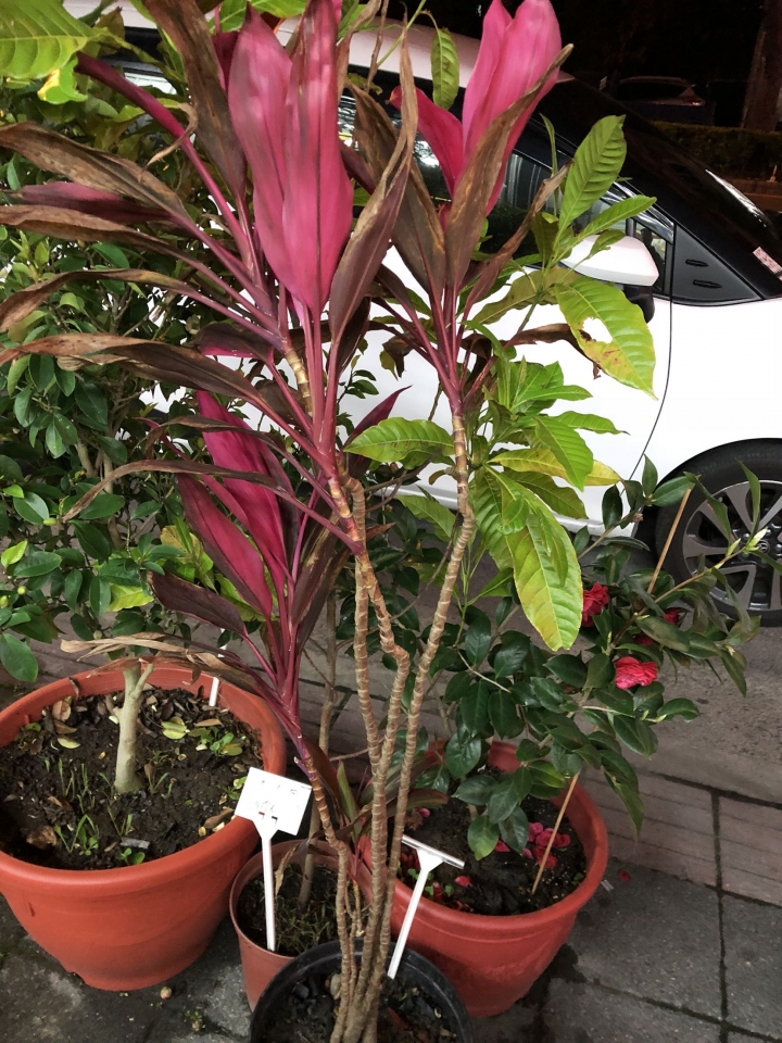 請問這是什麼植物？