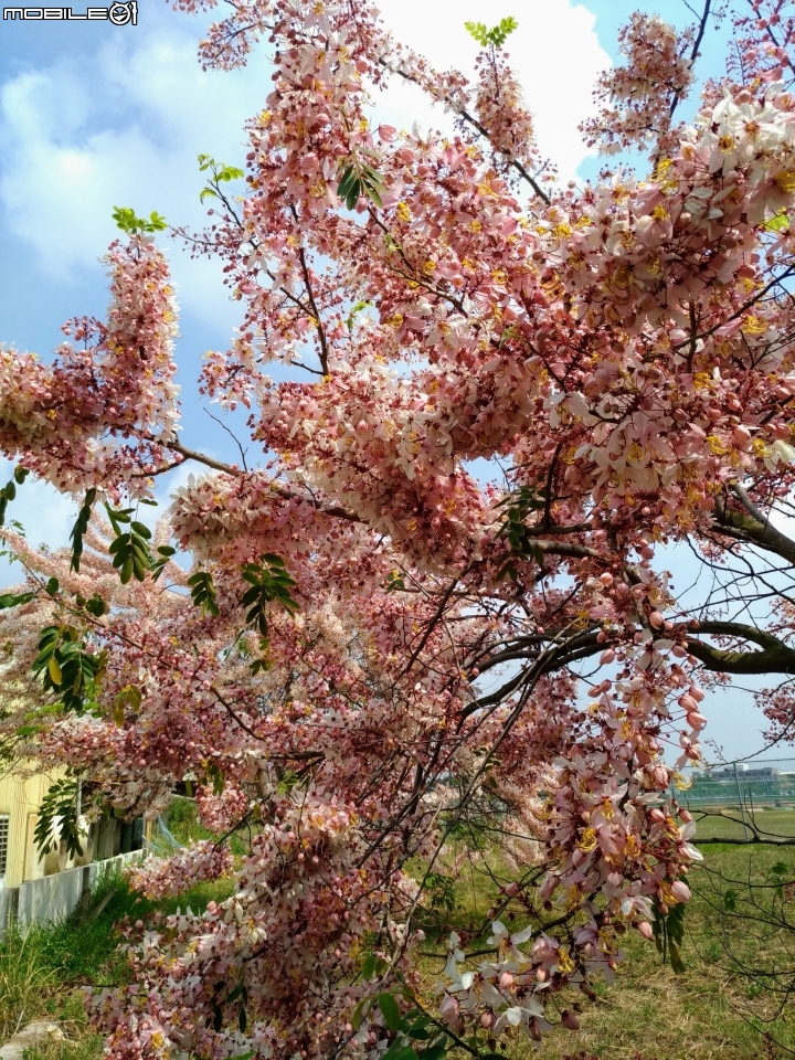 花旗木大開 台南市永康區忠孝運動公園 03/31