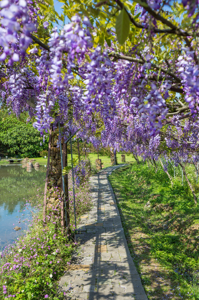 2018 台灣的紫藤花海 紫藤咖啡園(二店)水源園區 最新花況分享
