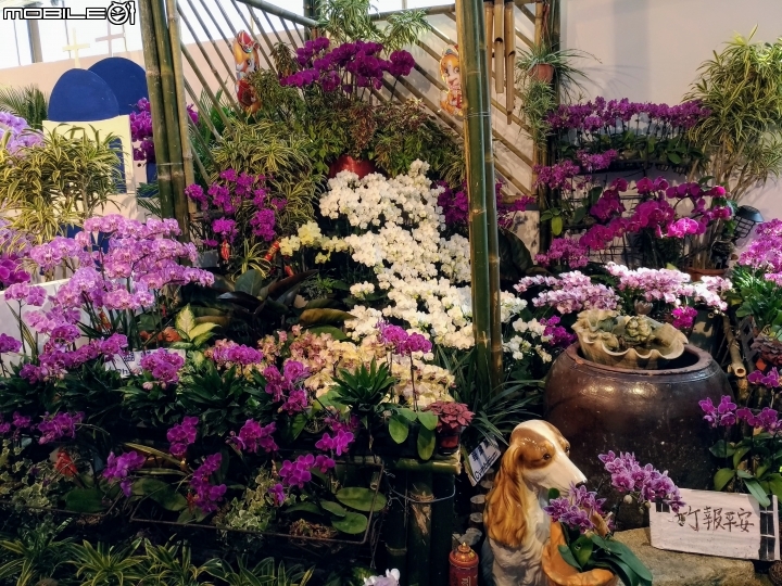 蘭花展 台南市後壁區烏樹林 03/13
