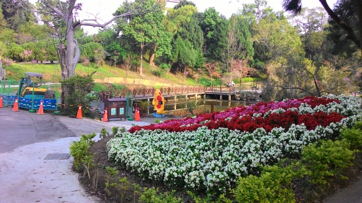 櫻花之旅-東勢林場+泰安派出所