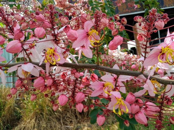 花旗木大開 台南市永康區忠孝運動公園 03/31