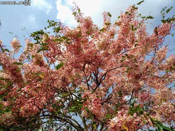 花旗木大開 台南市永康區忠孝運動公園 03/31