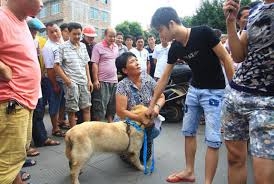 若台灣不禁吃狗肉, 像中國一樣, 你會敢/想吃嗎?
