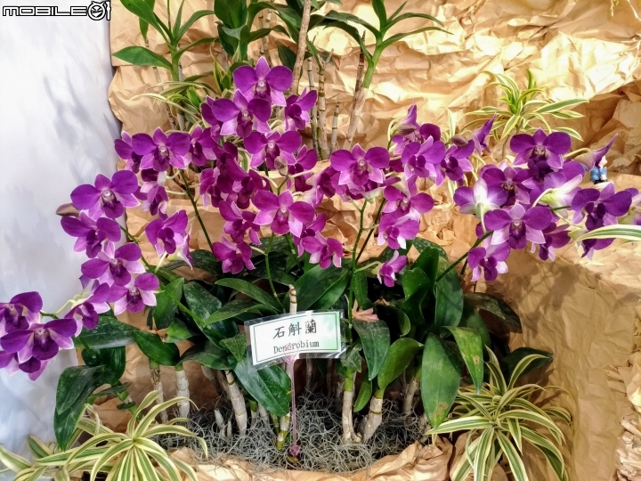 蘭花展 台南市後壁區烏樹林 03/13