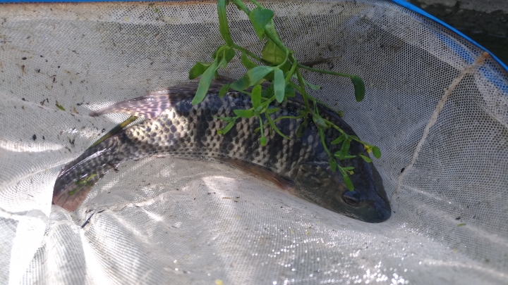 水溝撈的一些魚，螺，水蛭?