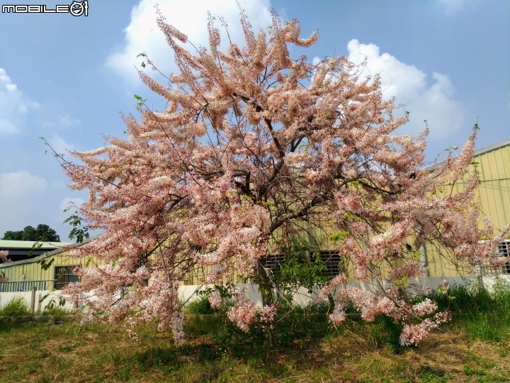 花旗木大開 台南市永康區忠孝運動公園 03/31