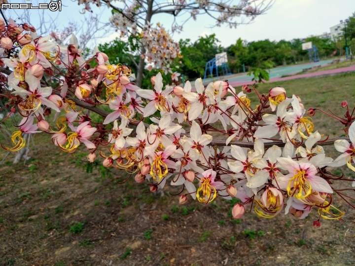 花旗木大開 台南市永康區忠孝運動公園 03/31