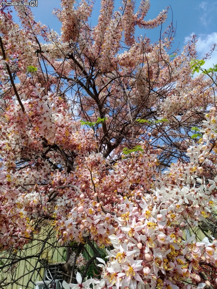 花旗木大開 台南市永康區忠孝運動公園 03/31