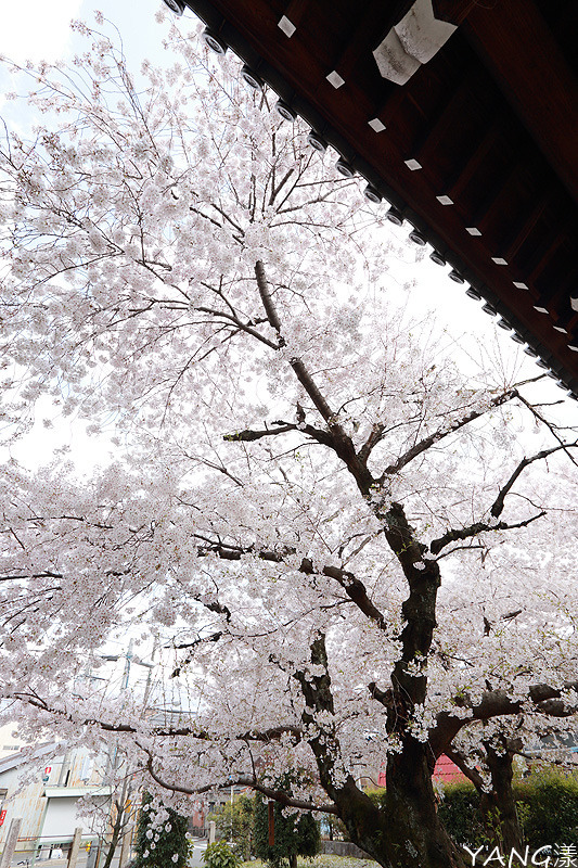 【京都】立本寺,巷子內推薦賞櫻景點