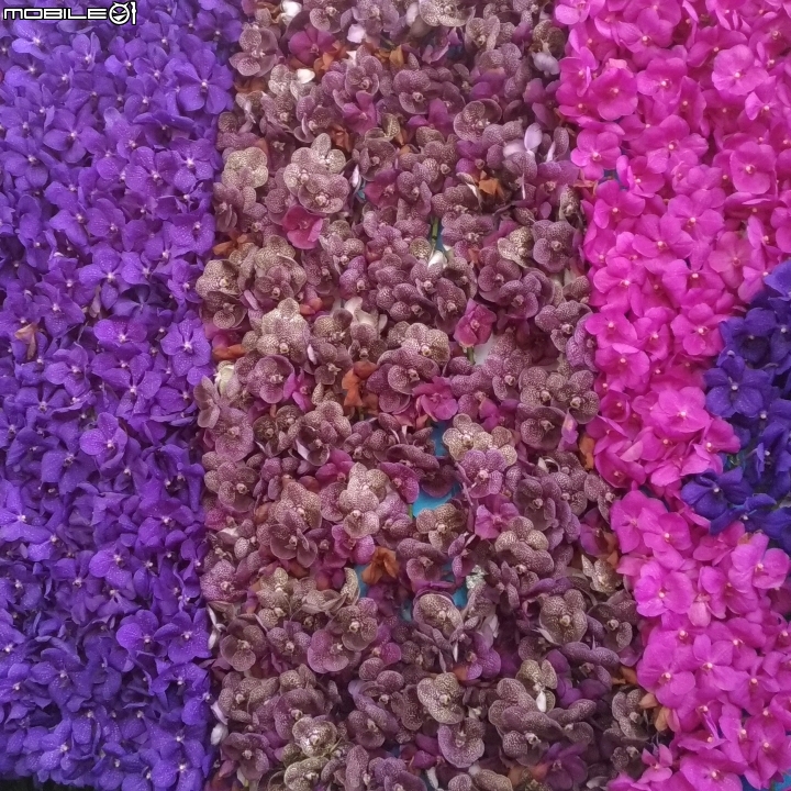 蘭花展 台南市後壁區烏樹林 03/13