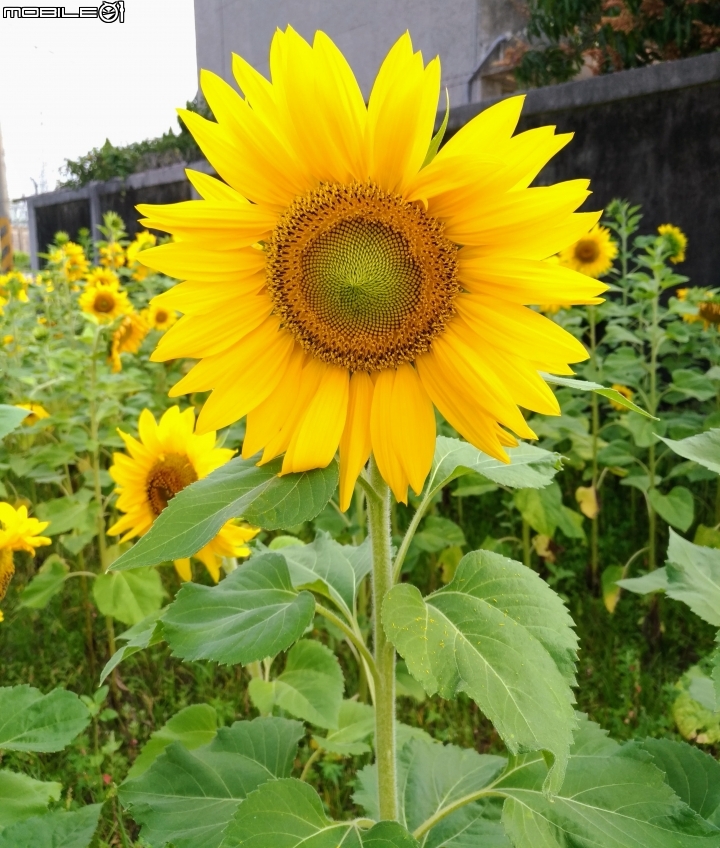 花海 台南市山上區台20線 03/17