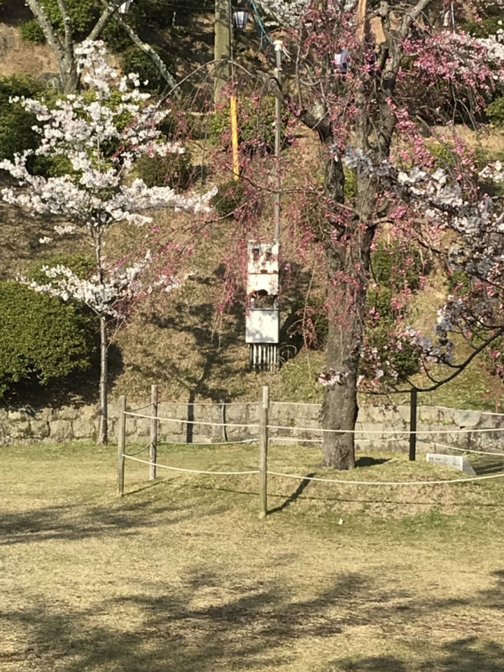 我的日本自由行第三天(尾道櫻花🌸行）