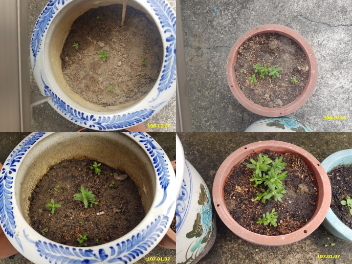 薰衣草種植記錄