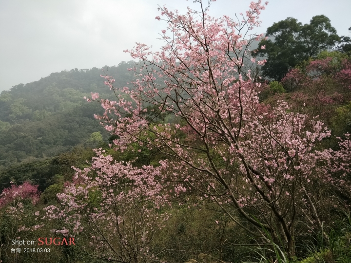 糖果手機 SUGAR S11 四鏡全螢幕手機的奇幻體驗分享 — 熱鬧的燈會、盛開的櫻花、台車與瀑布、深山茶廠、新住民嘉年華會及美味燒肉的饗宴