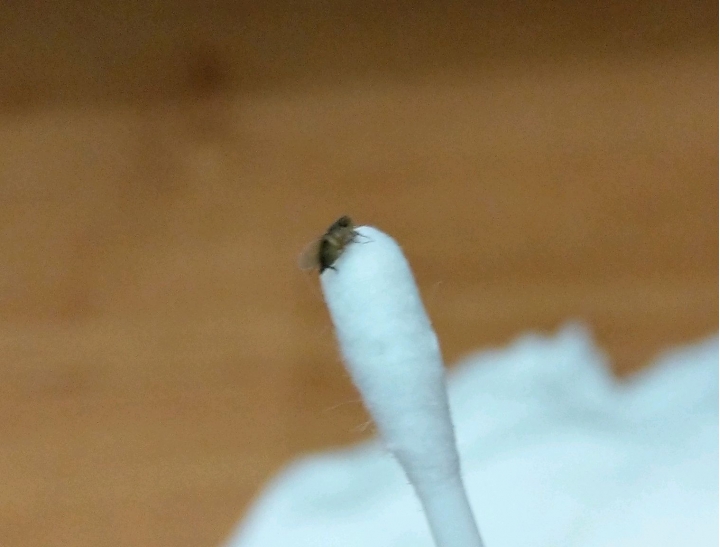 有人知道這小飛蟲嗎？