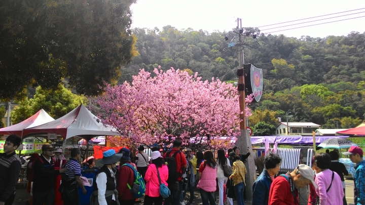 櫻花之旅-東勢林場+泰安派出所