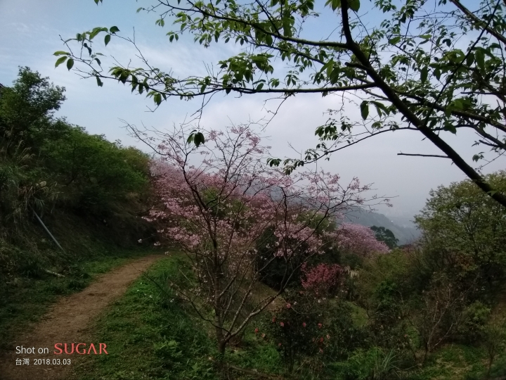 糖果手機 SUGAR S11 四鏡全螢幕手機的奇幻體驗分享 — 熱鬧的燈會、盛開的櫻花、台車與瀑布、深山茶廠、新住民嘉年華會及美味燒肉的饗宴