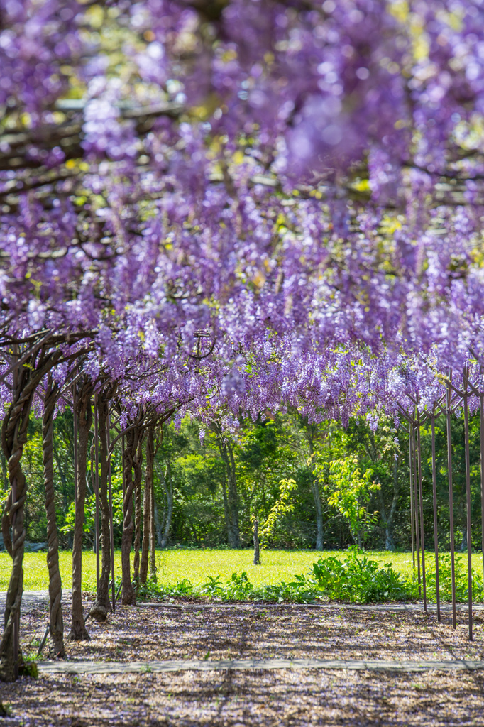 2018 台灣的紫藤花海 紫藤咖啡園(二店)水源園區 最新花況分享