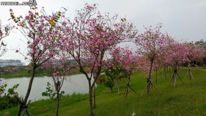 羊蹄甲 台南市新市區南科堤塘港湖 03/06
