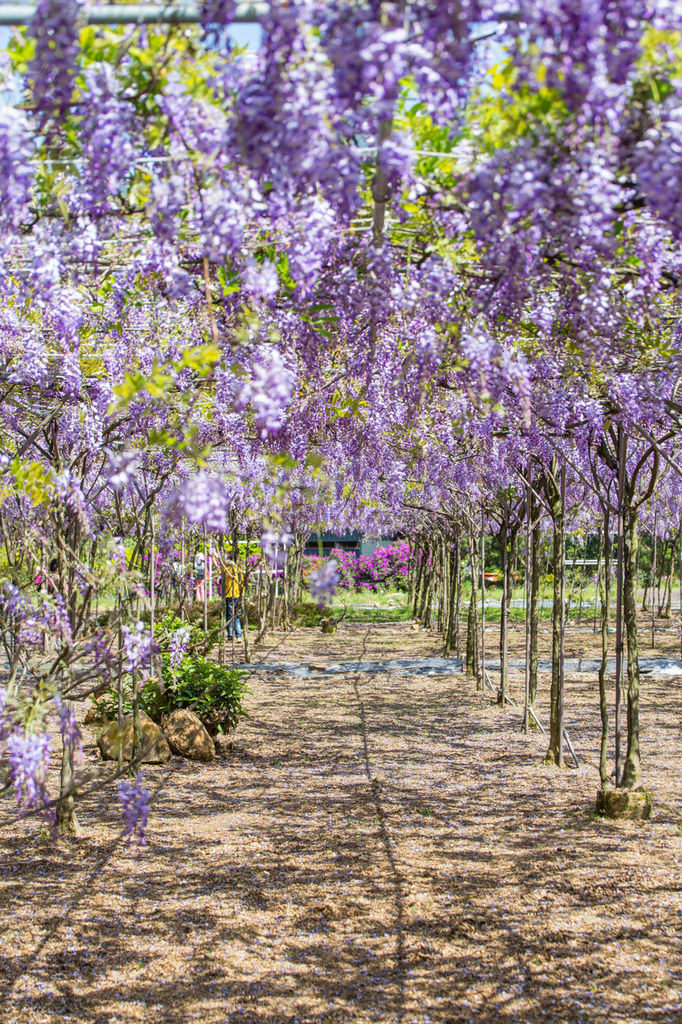 2018 台灣的紫藤花海 紫藤咖啡園(二店)水源園區 最新花況分享