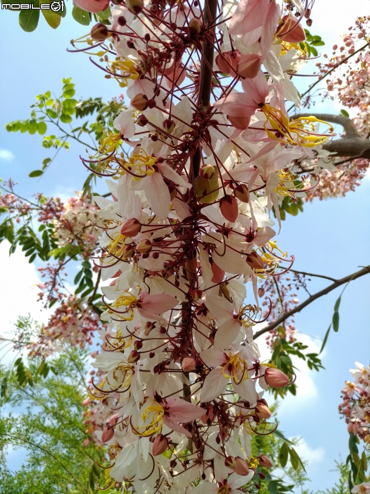 花旗木大開 台南市永康區忠孝運動公園 03/31