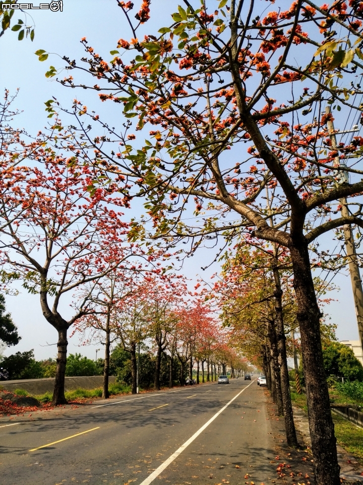 崙頂木棉花 台南市新市區南138 03/17