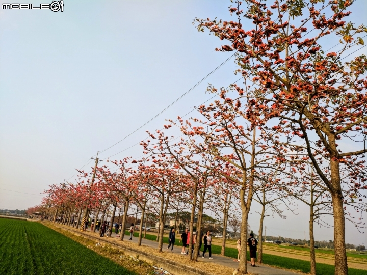 木棉花 台南市白河區林初埤木棉道 03/13