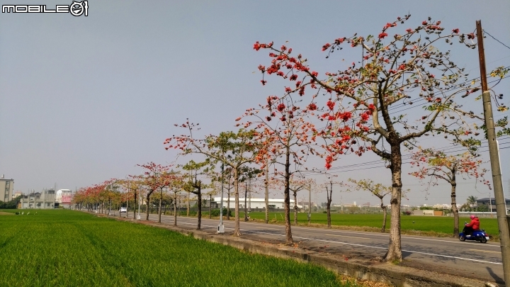 崙頂木棉花 台南市新市區南138 03/17